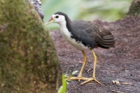Chrastal beloprsy - Amaurornis phoenicurus - White-breasted Waterhen o2623